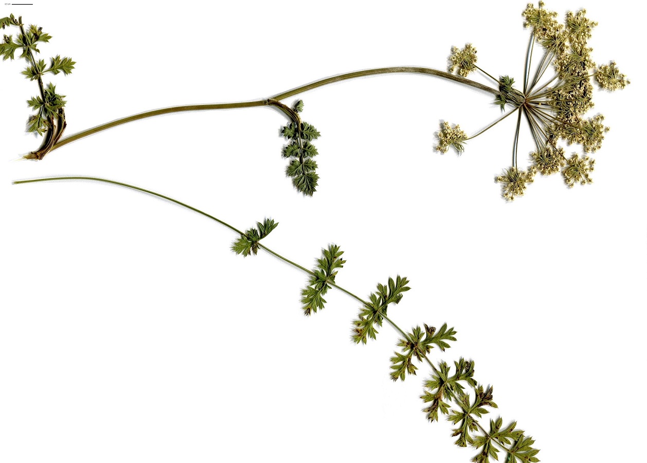Libanotis pyrenaica subsp. pyrenaica (Apiaceae)